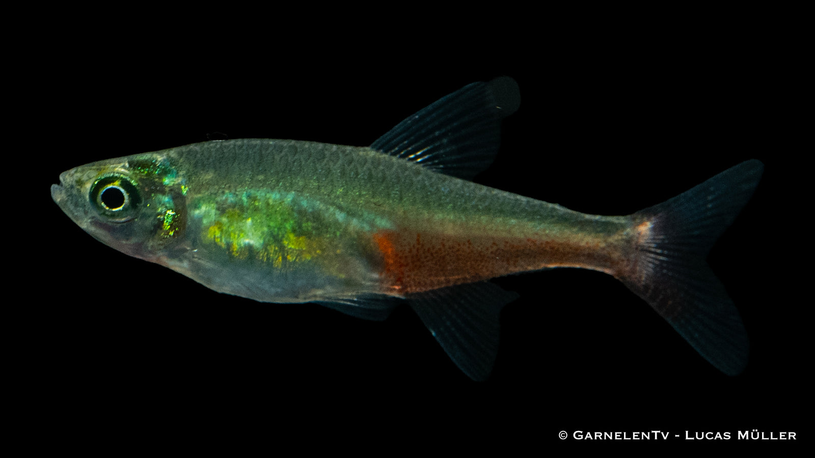 Rubinsalmler (Aphyocharax rathbuni) im Aquarium