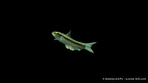 Siamesische Rüsselbarbe - Crossocheilus siamensis