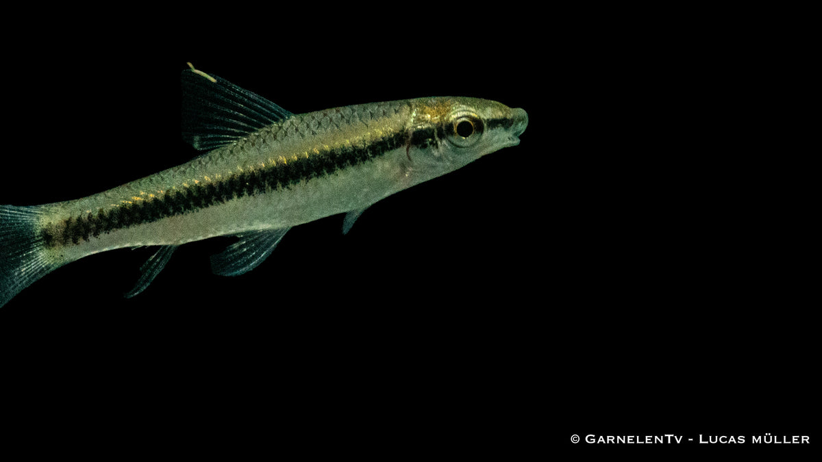 Siamesische Rüsselbarbe - Crossocheilus siamensis