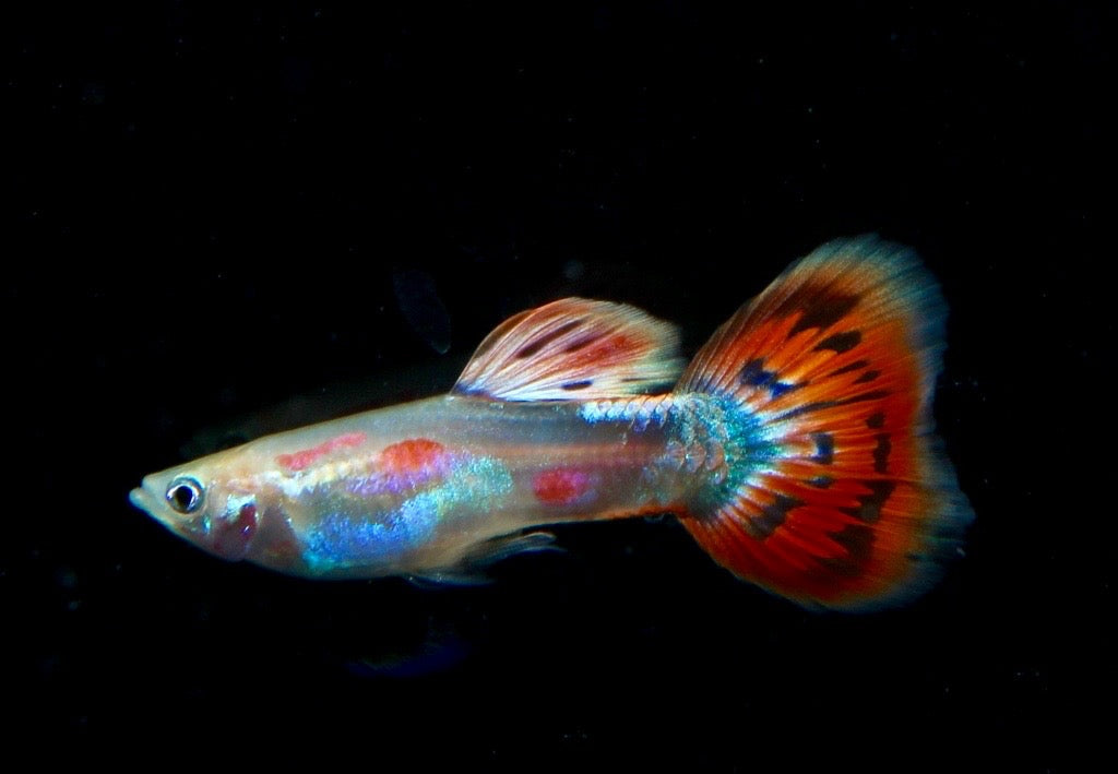 Guppy männlich Pigeon Blood – Poecilia reticulata im Aquarium