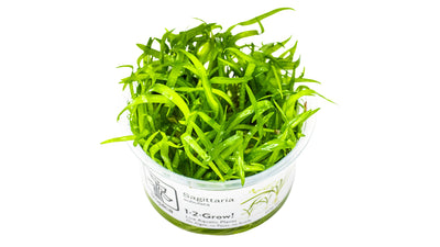 Sagittaria subulata - Zwerg-Pfeilkraut
