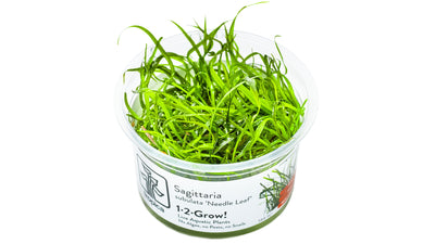 Sagittaria subulata 'Needle Leaf' - Zwerg-Pfeilkraut