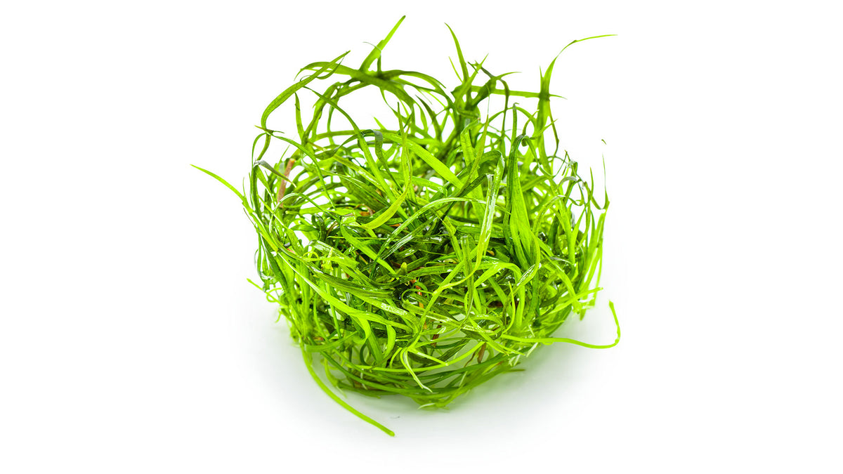 Sagittaria subulata 'Needle Leaf'