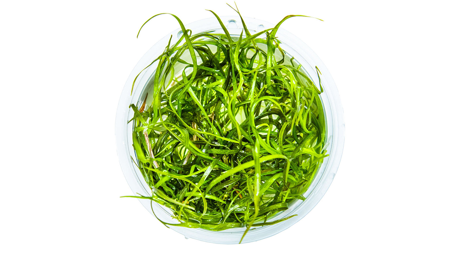 Sagittaria subulata 'Needle Leaf' InVitro Pflanze