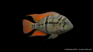 Sajicabuntbarsch - Cryptoheros sajica im Aquarium