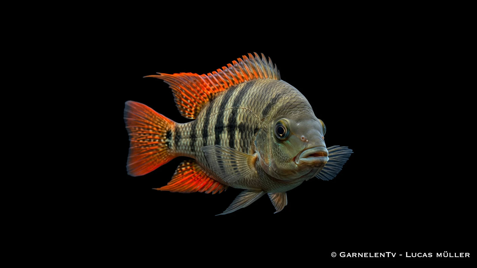 Sajicabuntbarsch - Cryptoheros sajica im Aquarium