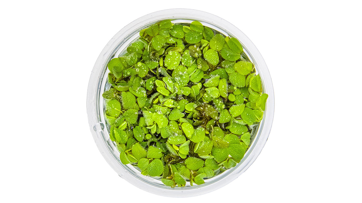 Salvinia minima von oben