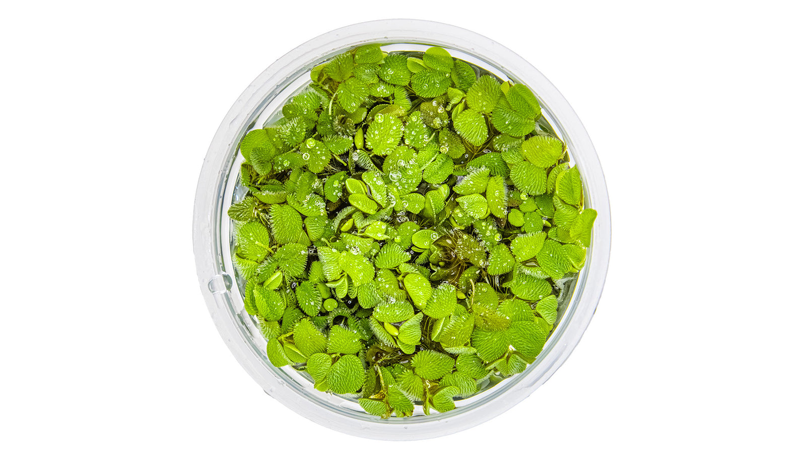 Salvinia minima InVitro Pflanze