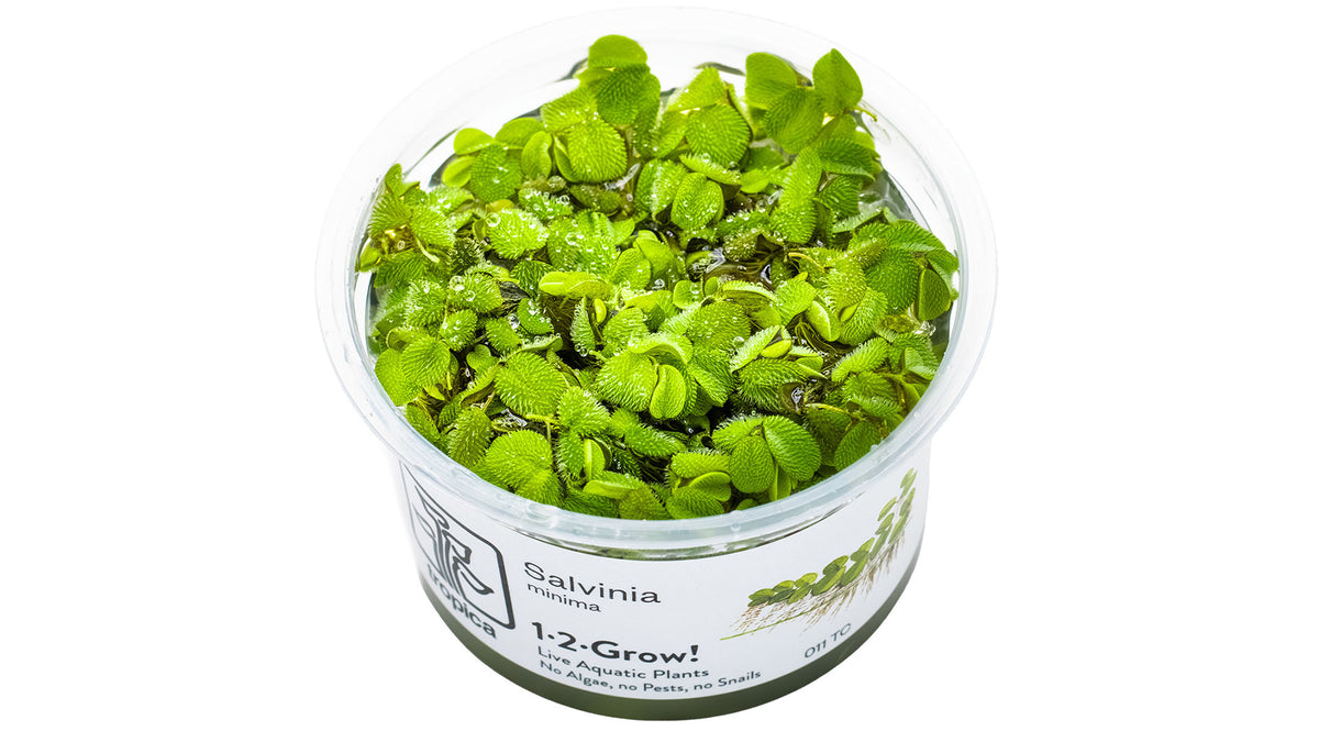 Salvinia minima InVitro Pflanze