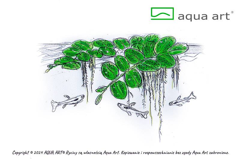 Salvinia Auriculata – Kleinohriger Schwimmfarn im Aquarium

