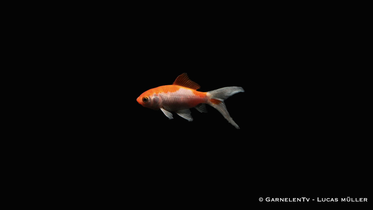 Goldfisch Sarasa - Carassius auratus auratus (9-12 cm)