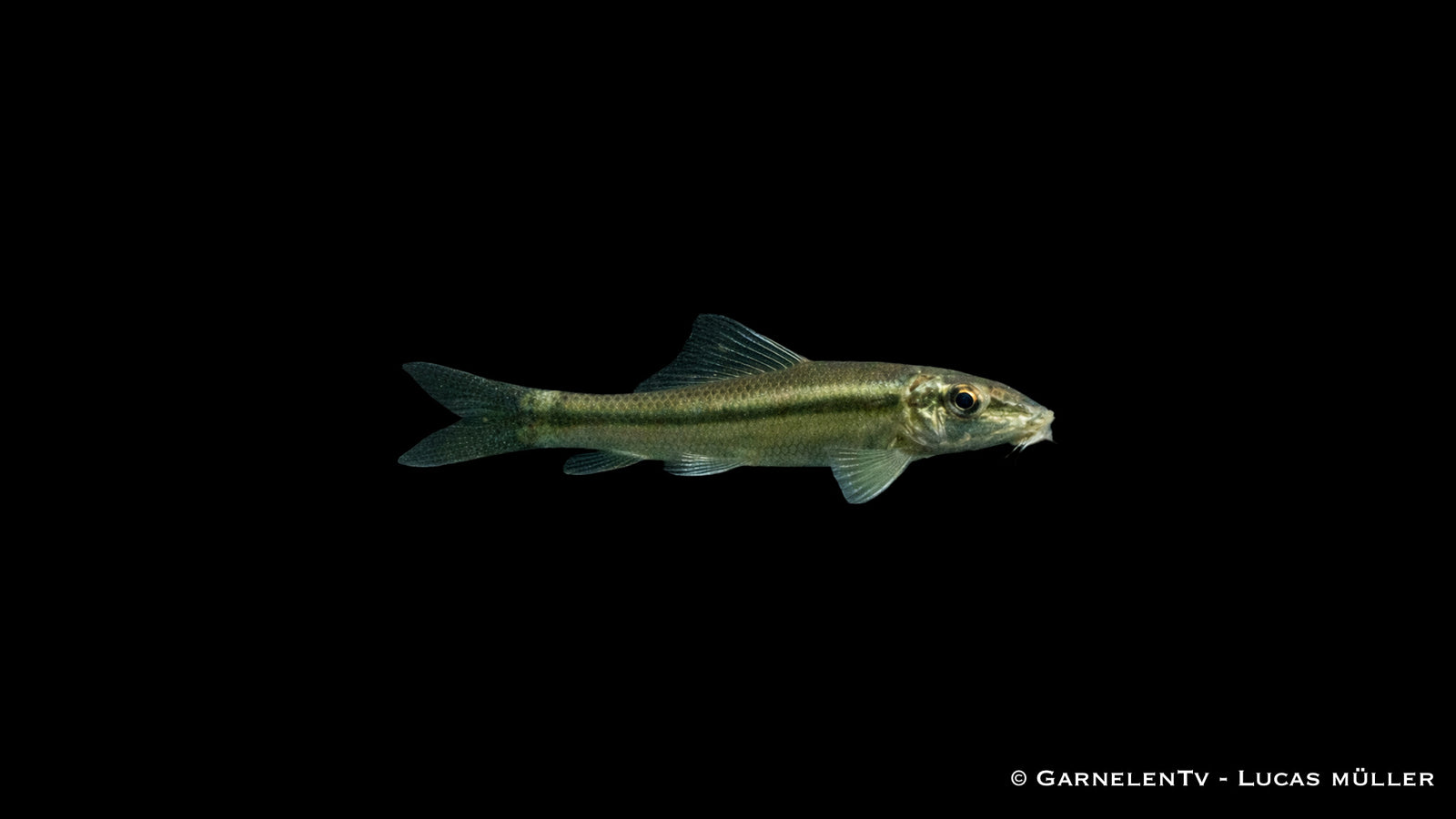 Saugschmerle Gyrinocheilus aymonieri in natürlicher brauner Färbung auf Stein im Aquarium mit Struktur