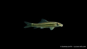 Gyrinocheilus aymonieri im Aquarium mit Wurzeln und Steinen, typische Körperform und Saugscheibenmaul