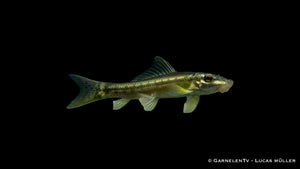 Saugschmerle Gyrinocheilus aymonieri in natürlicher brauner Färbung auf Stein im Aquarium mit Struktur