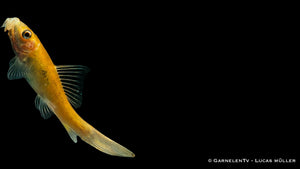 Gyrinocheilus aymonieri gold schwimmend im Aquarium mit Wurzeln und Steinen