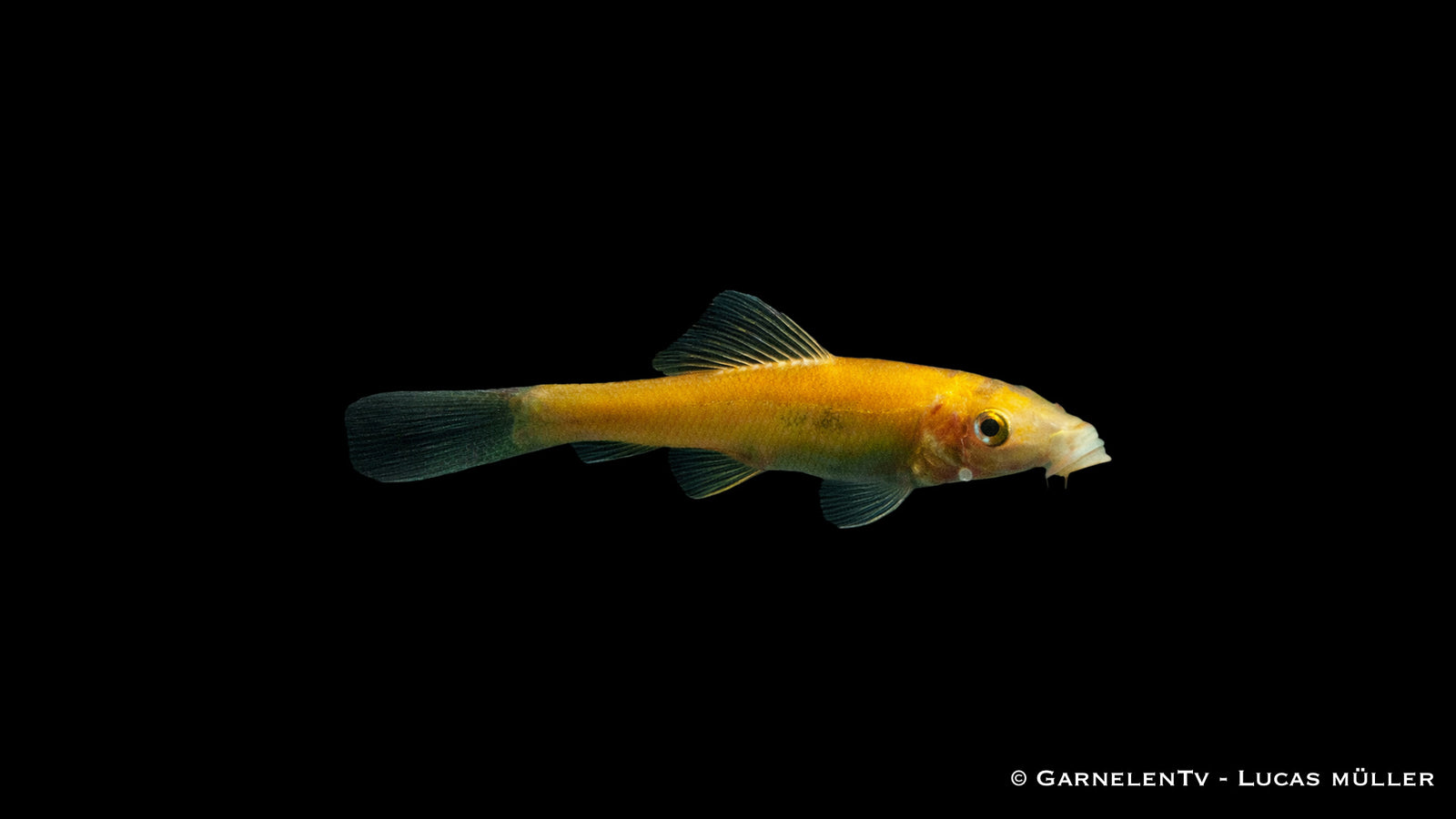 Goldene Saugschmerle mit leuchtend gelber Färbung auf Stein im Aquarium mit natürlichem Hintergrund