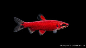 Scharlachroter Zwergziersalmler - Nannostomus sp. Amaya