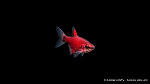 Scharlachroter Zwergziersalmler - Nannostomus sp. Amaya