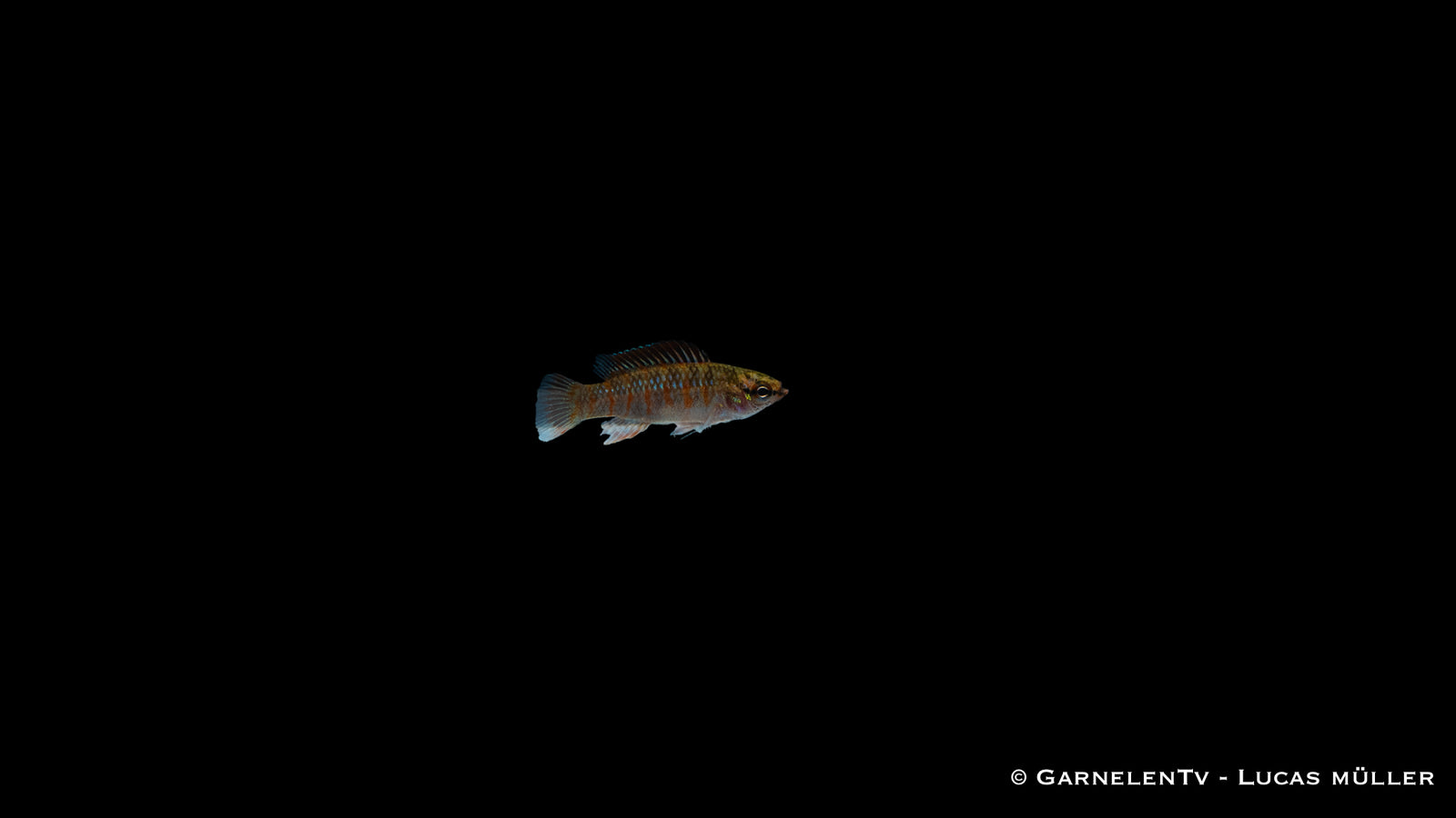 Scharlachroter Zwergblaubarsch (Dario dario) im Nano-Aquarium