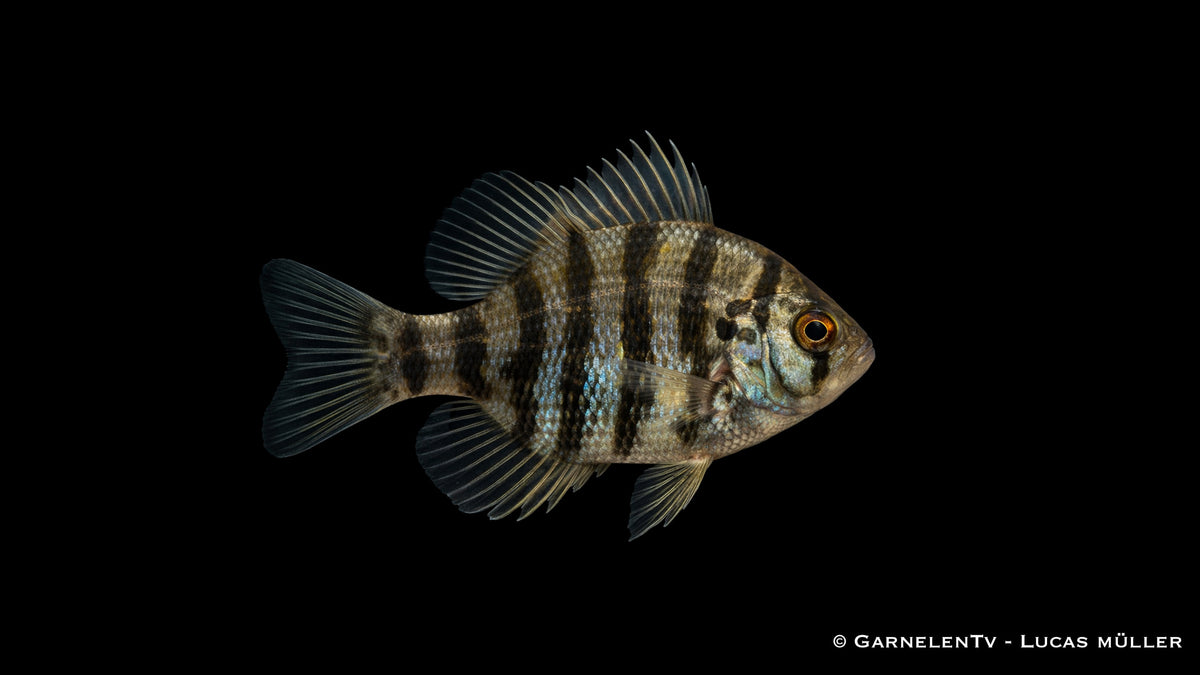 Scheibenbarsch Enneacanthus chaetodon Kaltwasserfisch für Gartenteich