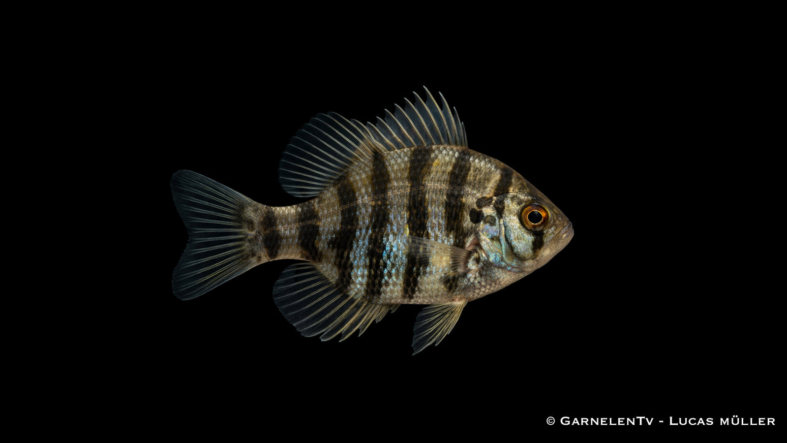 Scheibenbarsch Enneacanthus chaetodon Kaltwasserfisch für Gartenteich