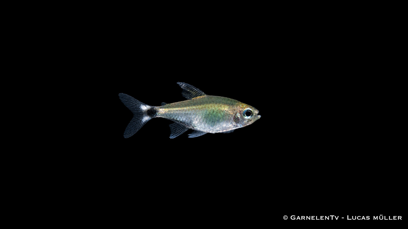 Schilfsalmler - Hyphessobrycon elachys