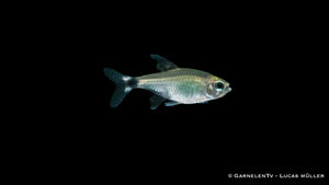 Schilfsalmler (Hyphessobrycon elachys) im Aquarium