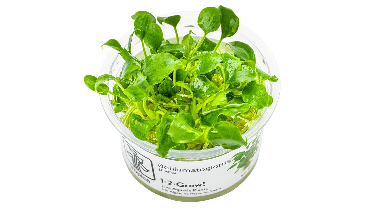 Schismatoglottis prietoi InVitro Pflanze