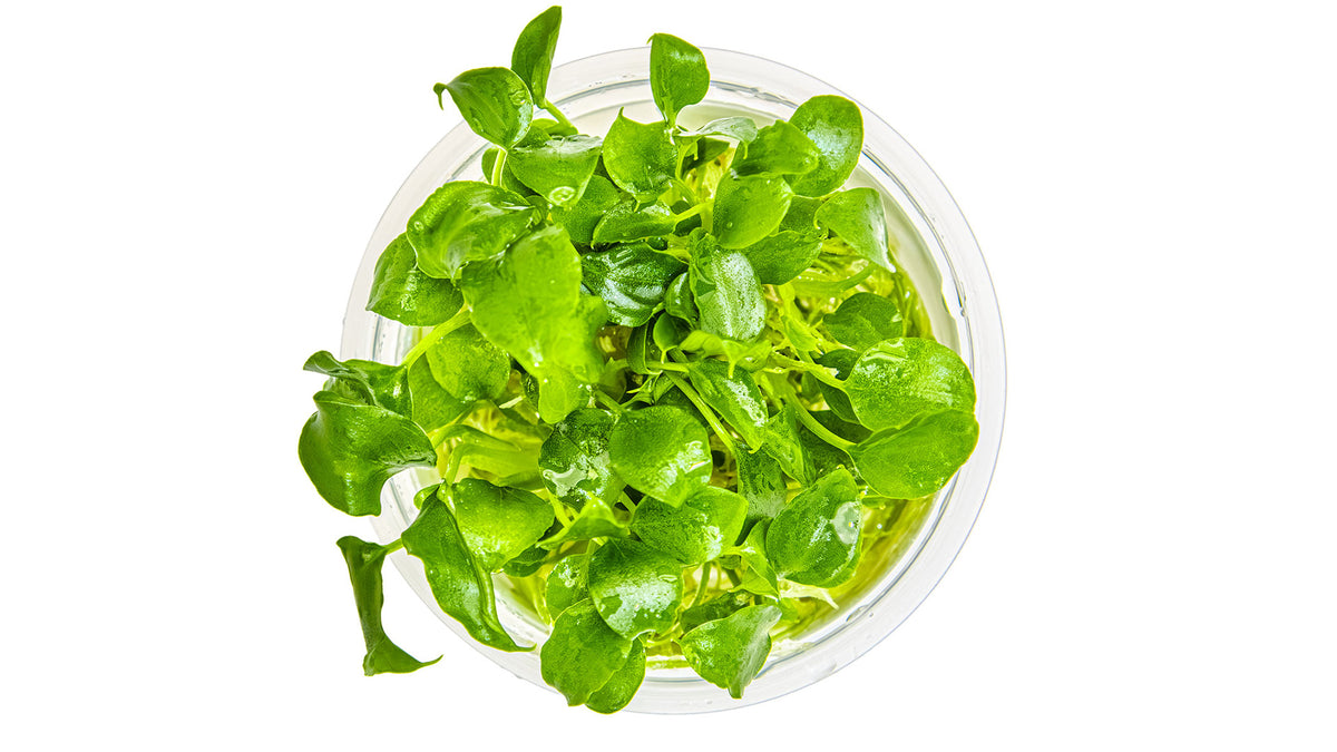 Schismatoglottis prietoi von oben