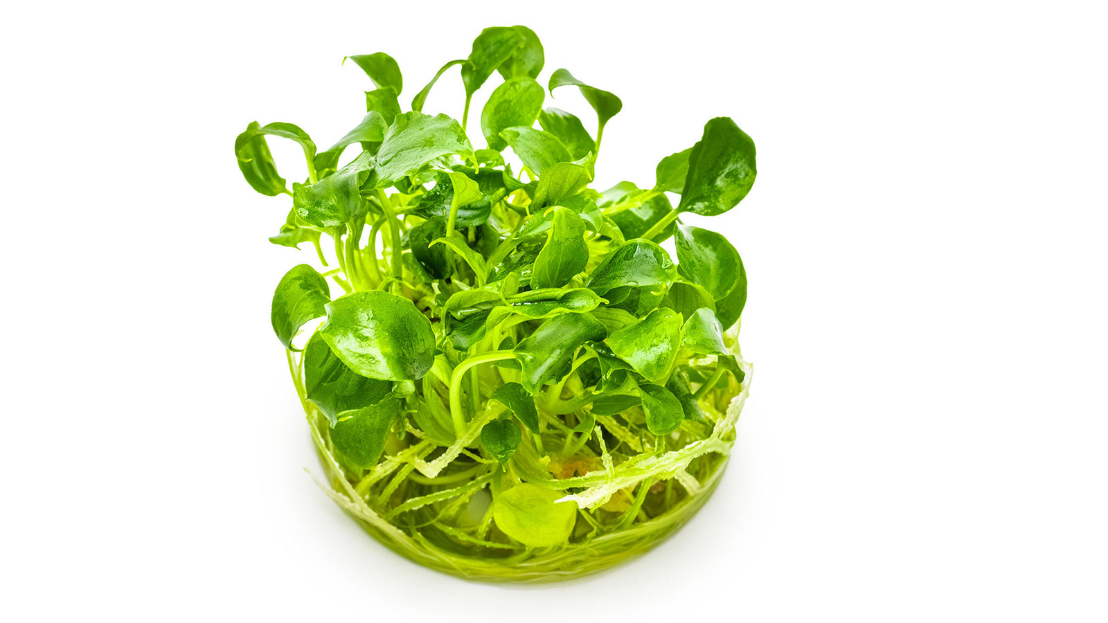 Schismatoglottis prietoi InVitro Pflanze