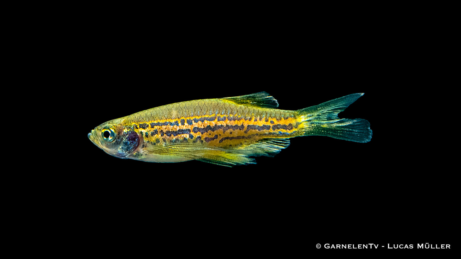 Schleierschwanz Leopardbärbling (Danio frankei „long fin“) im Aquarium