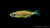 Schleierschwanz Leopardbärbling (Danio frankei „long fin“) im Aquarium