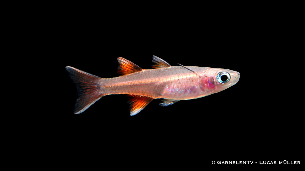 Schmetterlings Blauauge im Aquarium mit auffälligen Flossen und blau schimmernden Augen, natürliche Farben