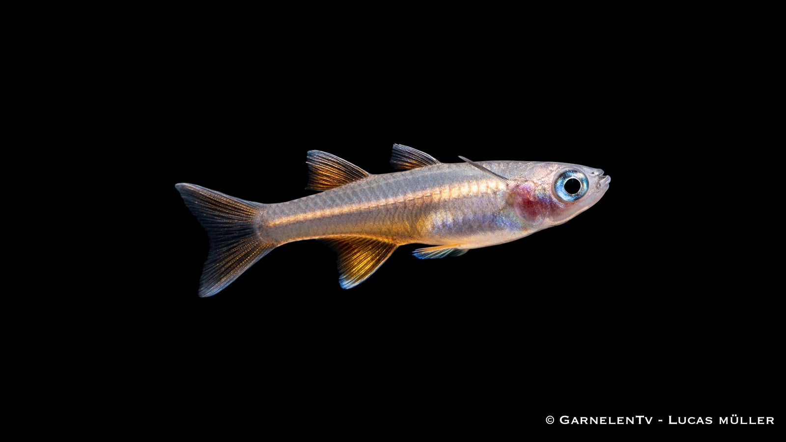 Pseudomugil signifer im Schwarm in bepflanztem Aquarium mit feinen Pflanzen und ruhiger Wasserzone