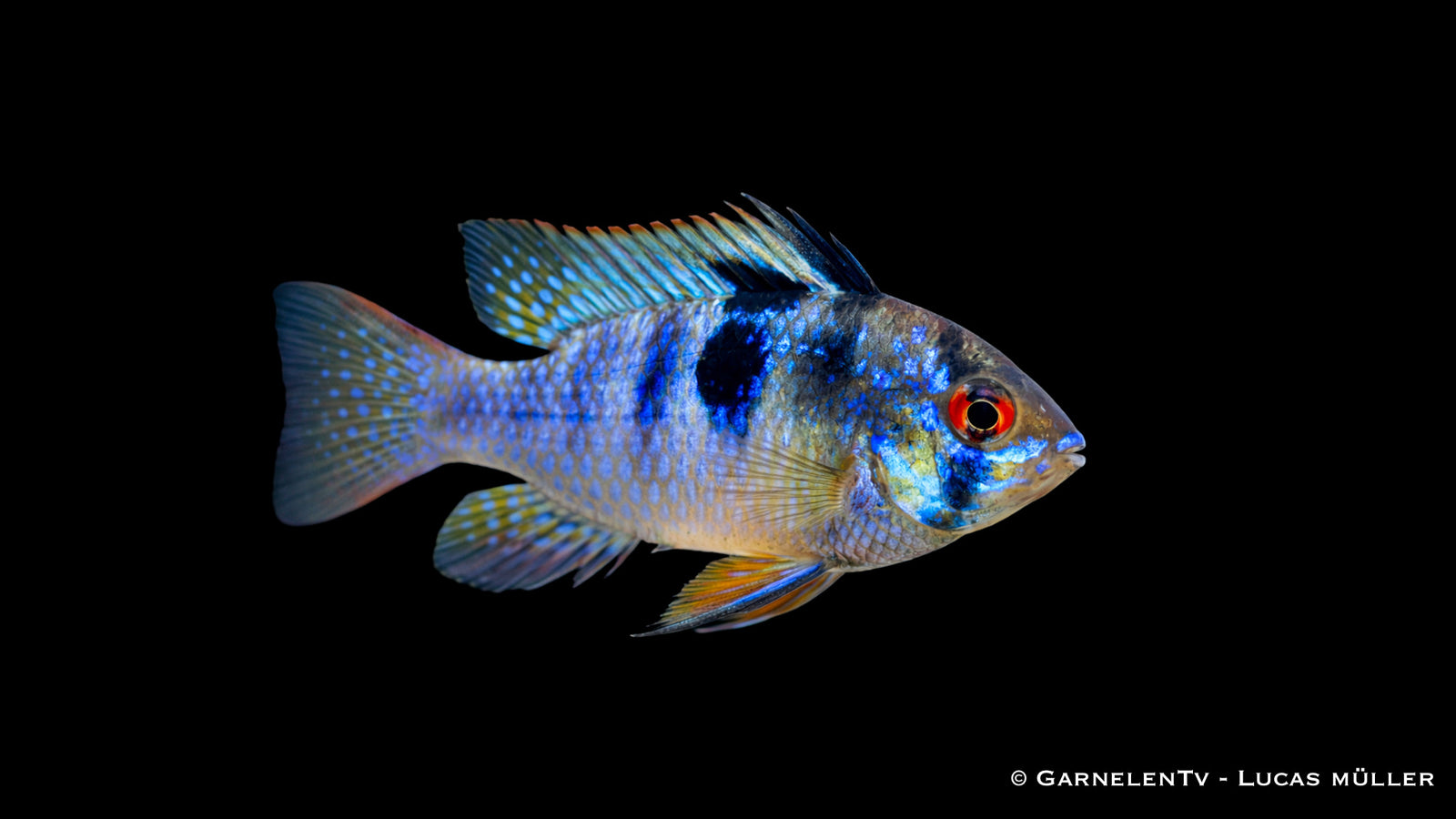 Schmetterlingsbuntbarsch Smaragd mit intensiv blau grün schimmernder Färbung im Aquarium