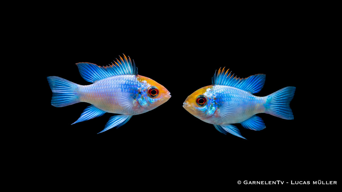 Schmetterlingsbuntbarsch " electric blue" - Microgeophagus ramirezi Pärchen