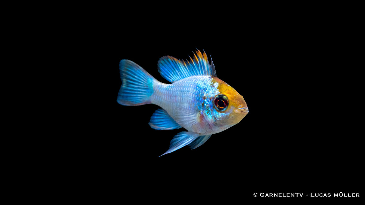 Schmetterlingsbuntbarsch " electric blue" - Microgeophagus ramirezi