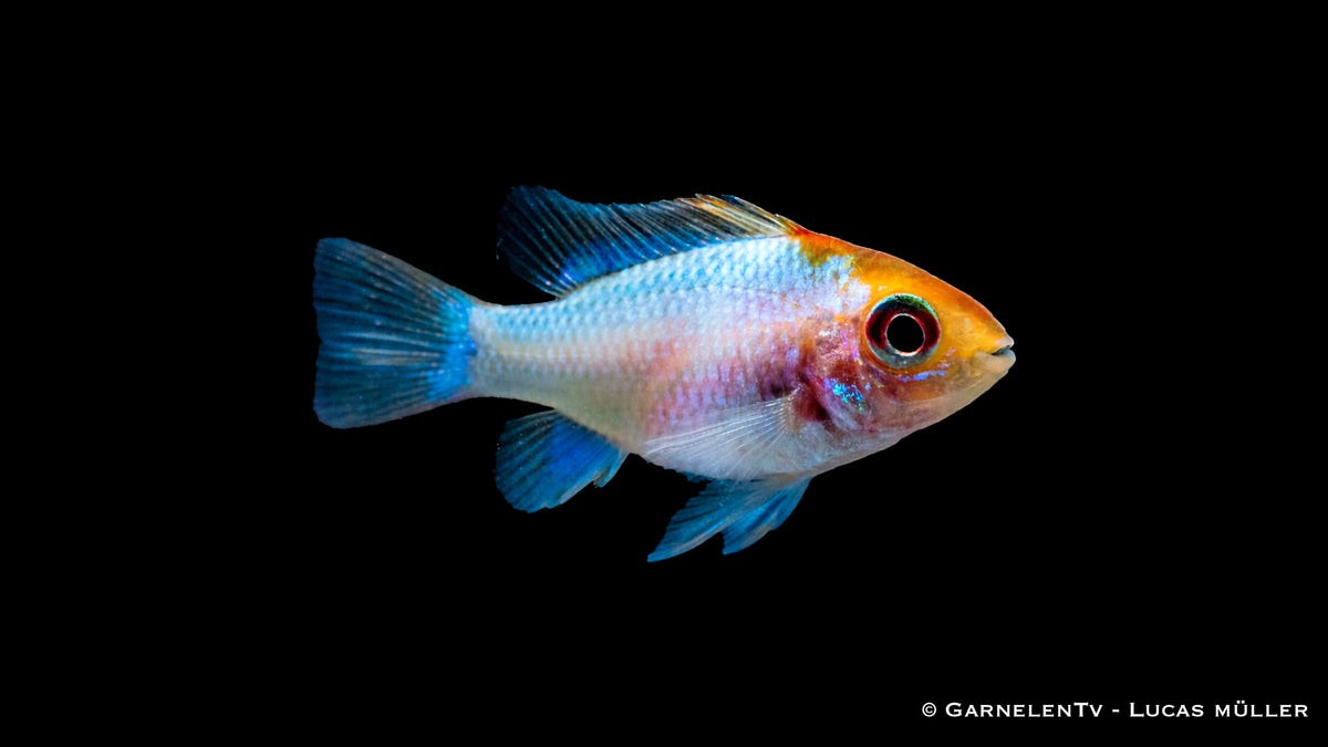 Schmetterlingsbuntbarsch Blue Punk mit intensiv blauer Färbung und kontrastreicher Zeichnung im Aquarium
