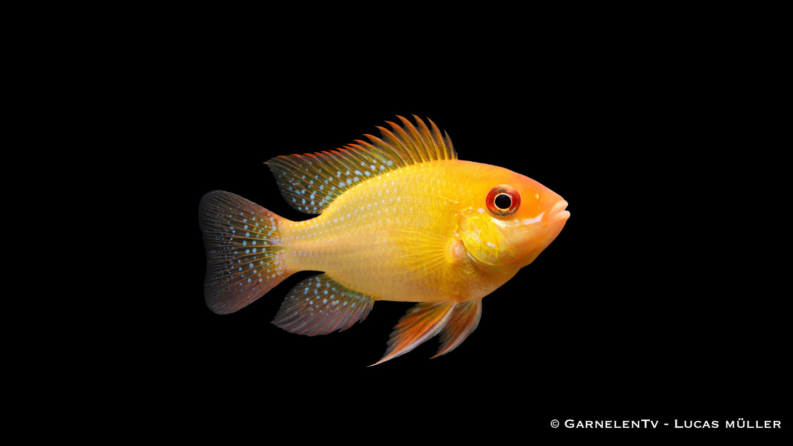 Schmetterlingsbuntbarsch Lemon Gold mit intensiver gelber Färbung und blauen Glanzpunkten im Aquarium,