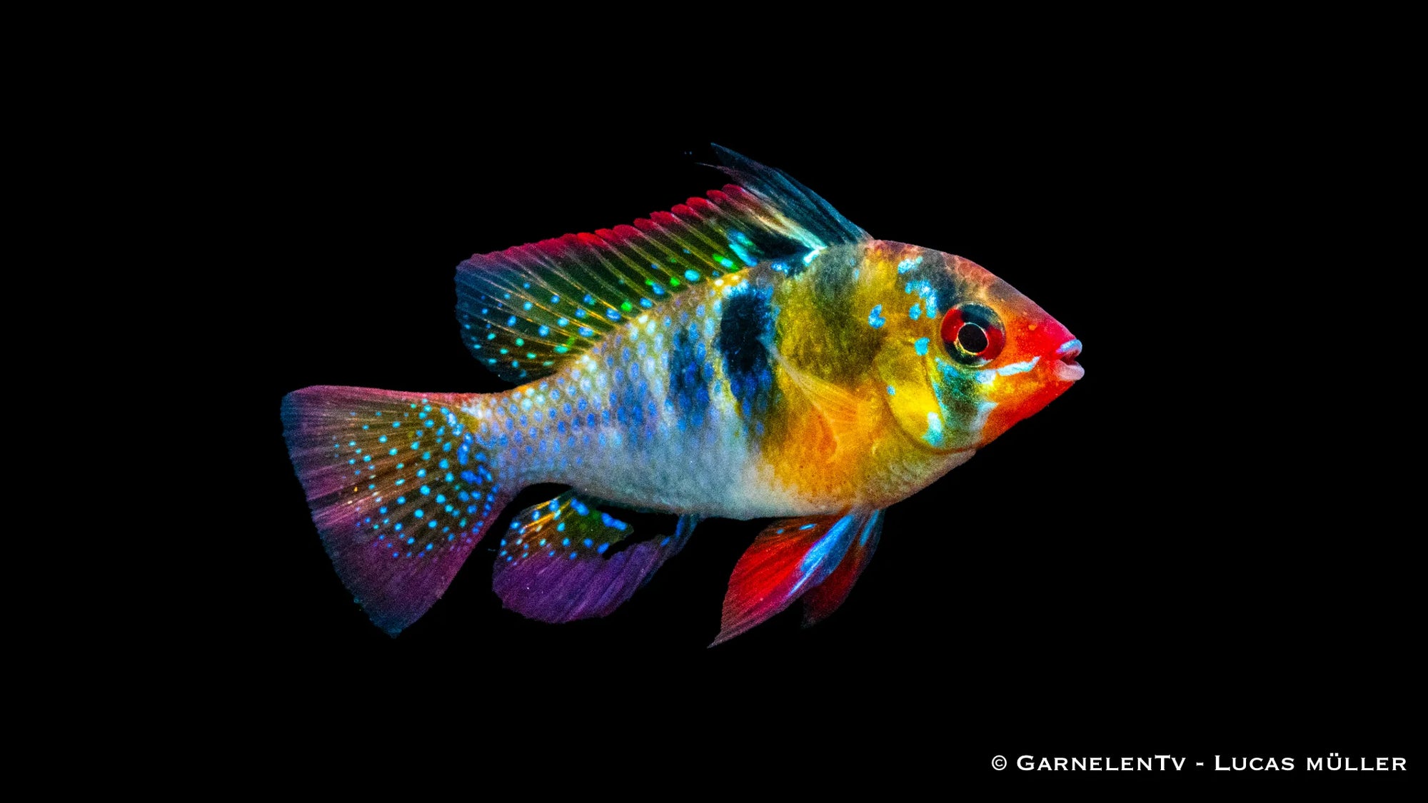 Schmetterlingsbuntbarsch DNZ – Microgeophagus ramirezi im Aquarium