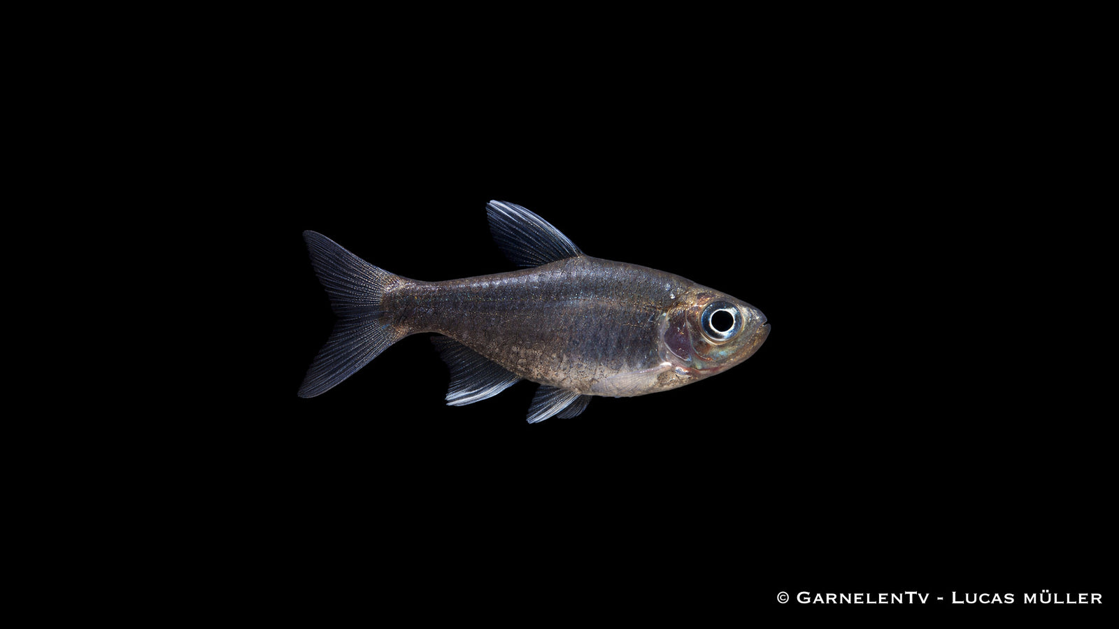 Hyphessobrycon negodagua im Schwarm in mittlerer Wasserzone, ruhiges Verhalten und natürliche Umgebung mit Wurzeln und Pflanzen