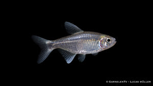 Hyphessobrycon negodagua im Schwarm in mittlerer Wasserzone, ruhiges Verhalten und natürliche Umgebung mit Wurzeln und Pflanzen