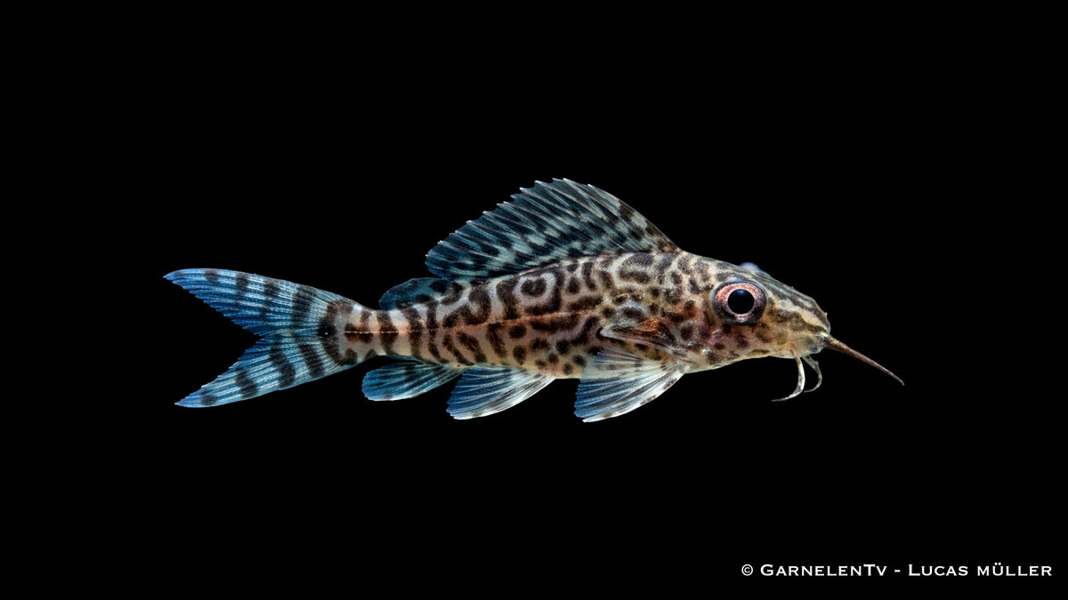Schmuckflossen Fiederbartwels mit ausgeprägter segelartiger Rückenflosse im Aquarium
