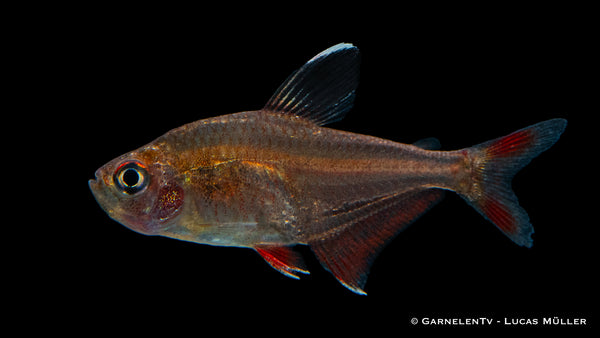 Schmucksalmler - Hyphessobrycon bentosi - DNZ