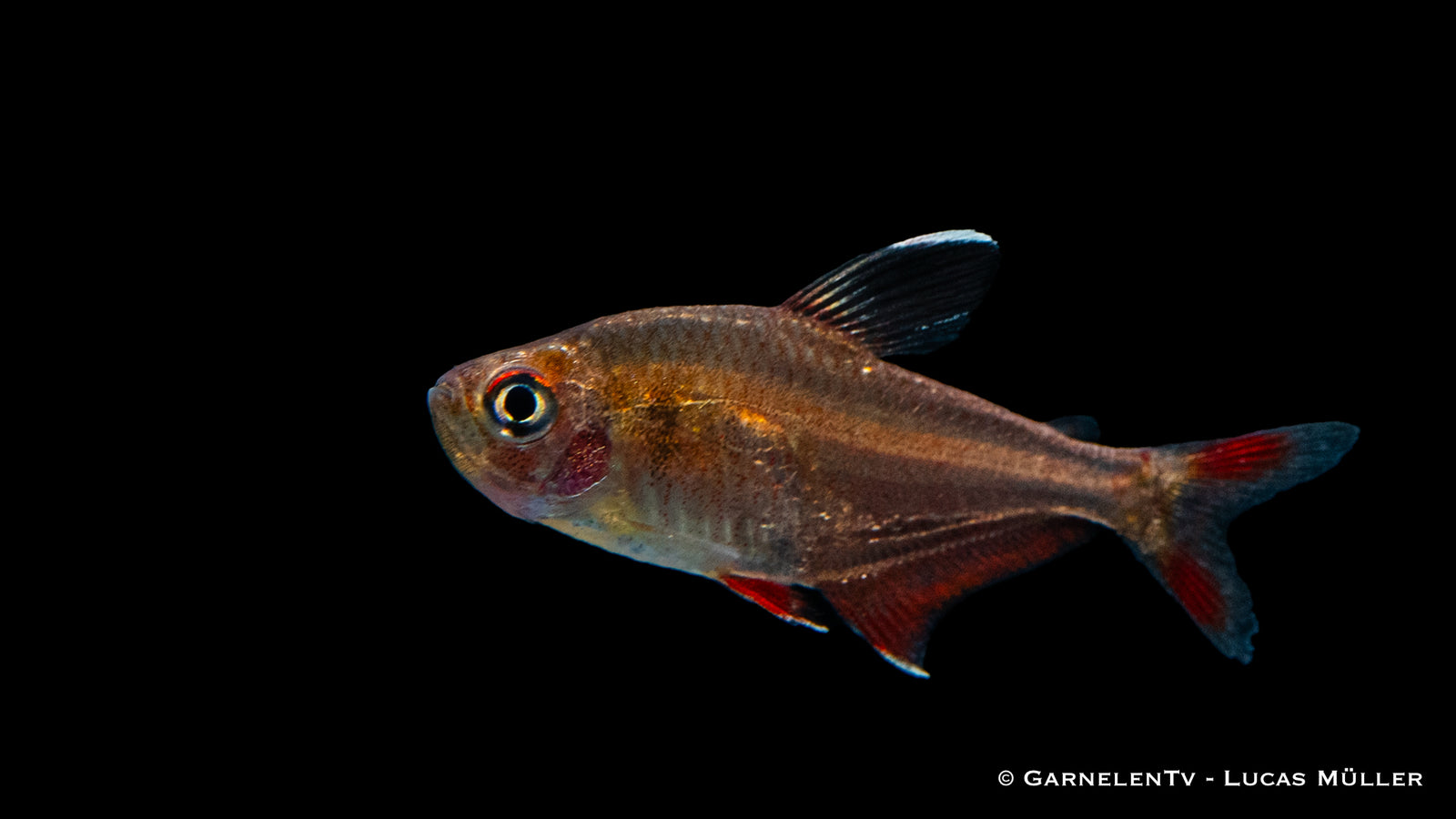 Schmucksalmler (Hyphessobrycon bentosi) im Aquarium