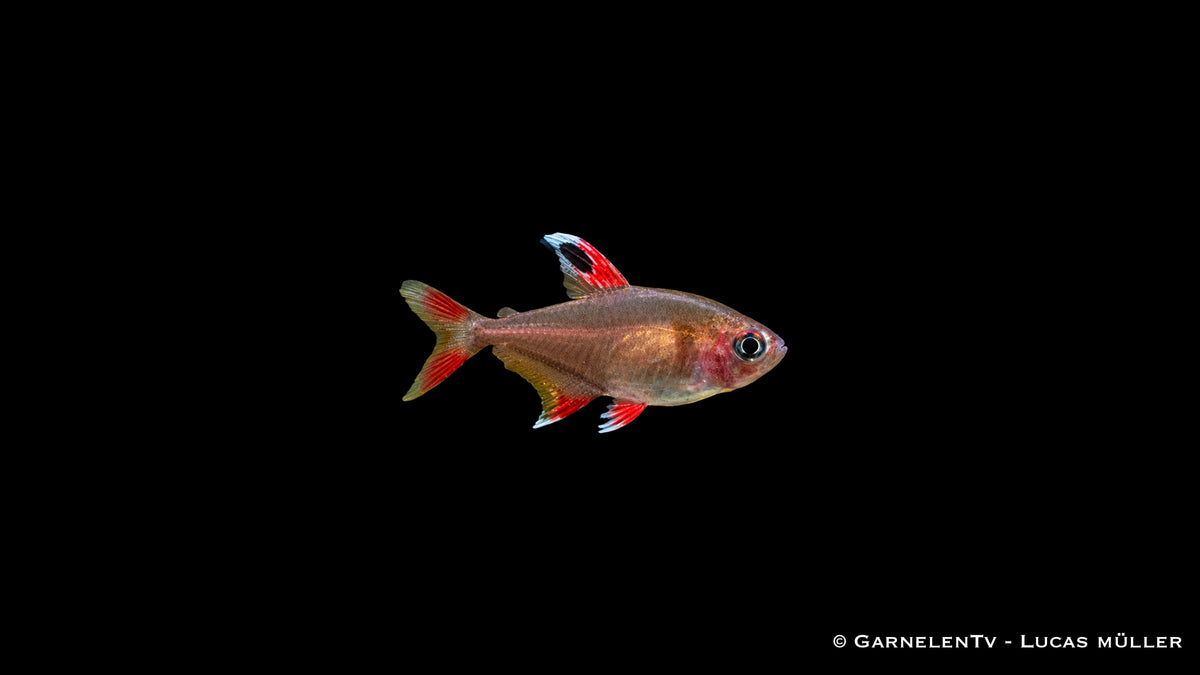 Schmucksalmler White Fin - Hyphessobrycon rosaceus (bentosi) (DNZ)