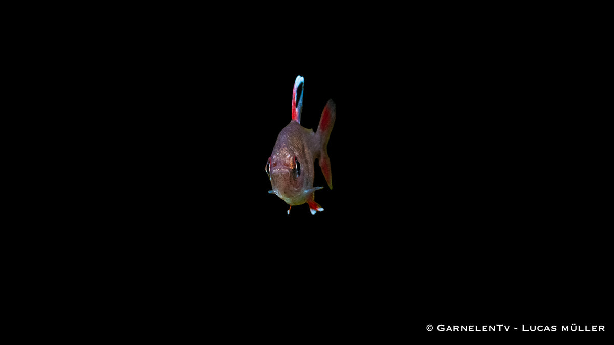 Hyphessobrycon rosaceus schwimmend im bepflanzten Becken