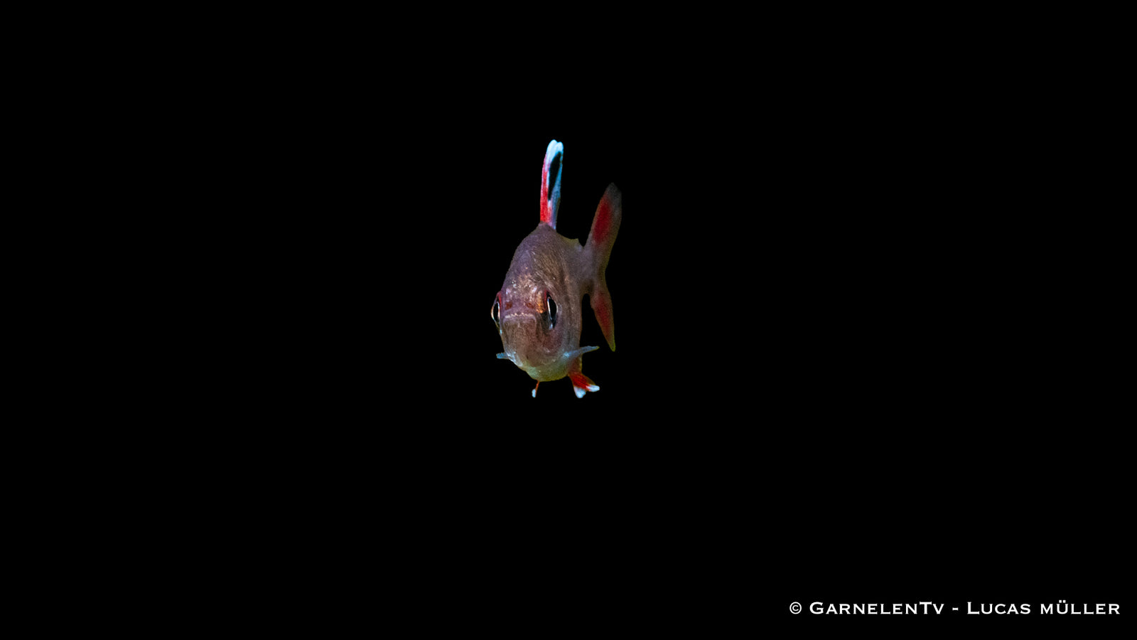 Schmucksalmler "White Fin" mit leuchtenden Farben im Aquarium