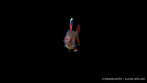 Hyphessobrycon rosaceus schwimmend im bepflanzten Becken
