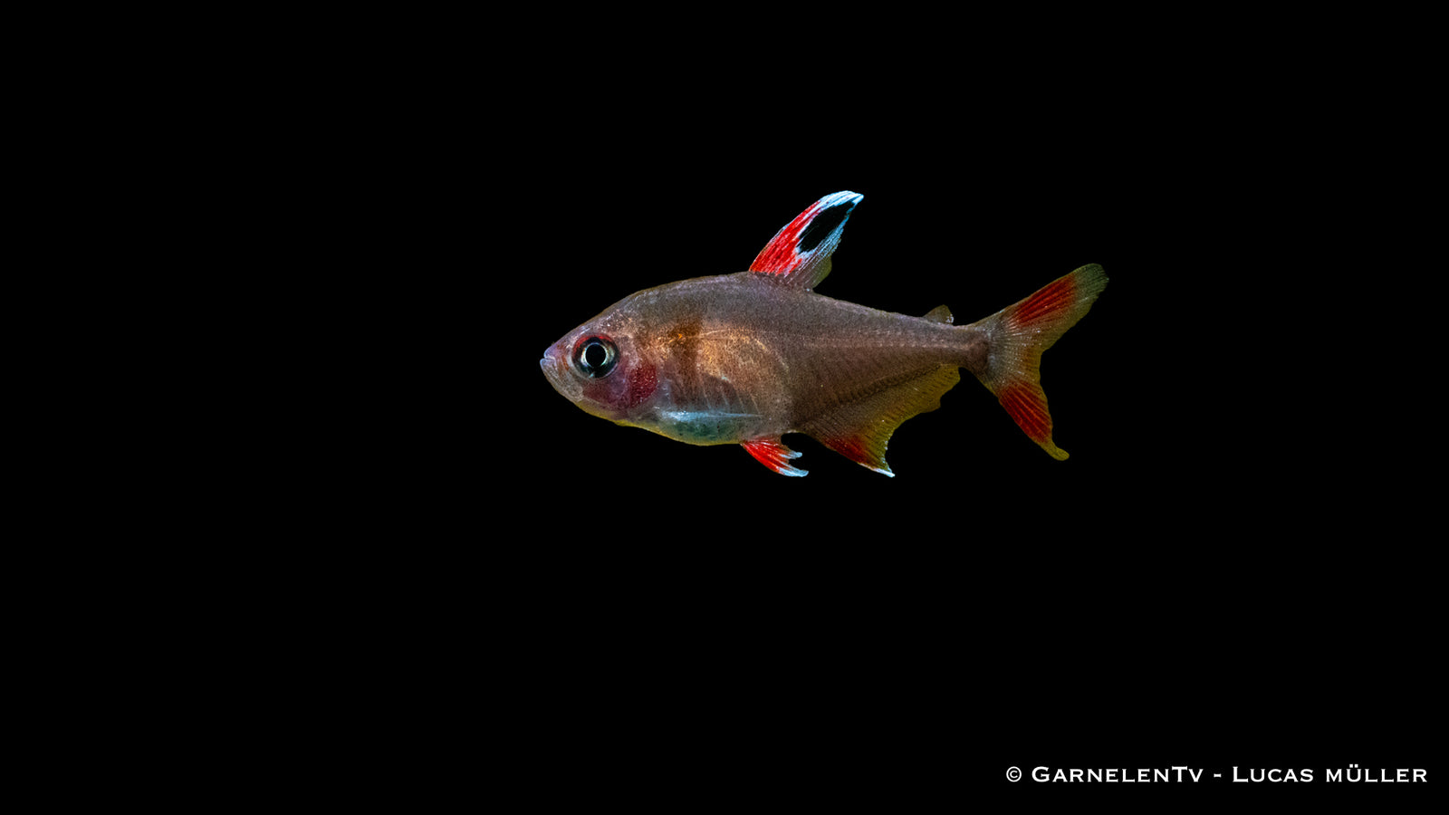 Schmucksalmler "White Fin" mit leuchtenden Farben im Aquarium